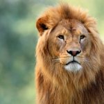Single adult male Lion in zoological garden