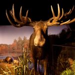 Harvard Museum of Natural History