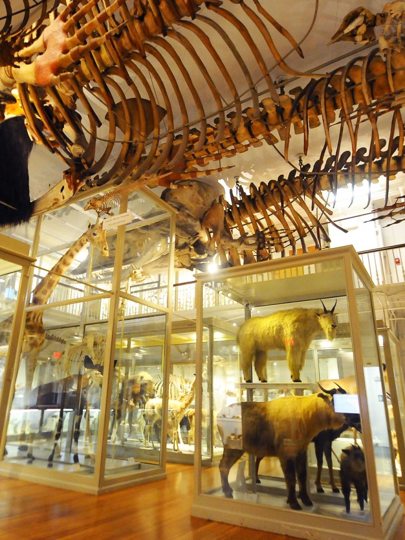 Harvard Museum of Natural History