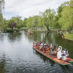 Swan Boats in the Public Garden