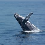 Whale
