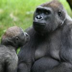Gorillas at Franklin Park Zoo