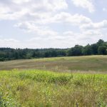 Meadow in Charles RIver Peninsula