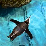 African penguin is swimming in New England Aquarium
