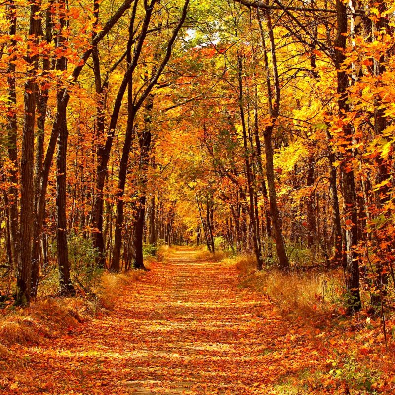 Fall foliage on a nature trail