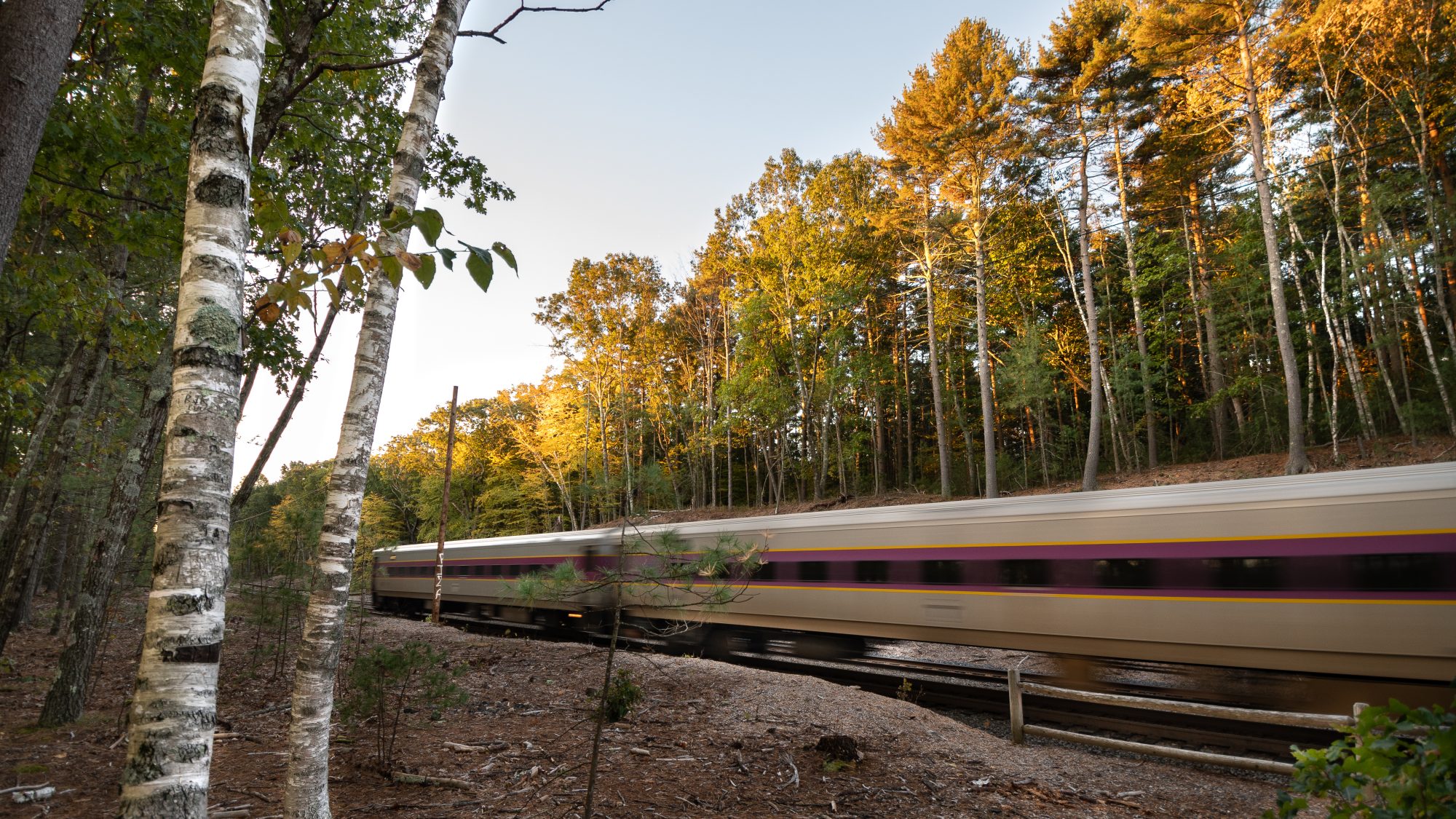 Train going through an area with fall foliage