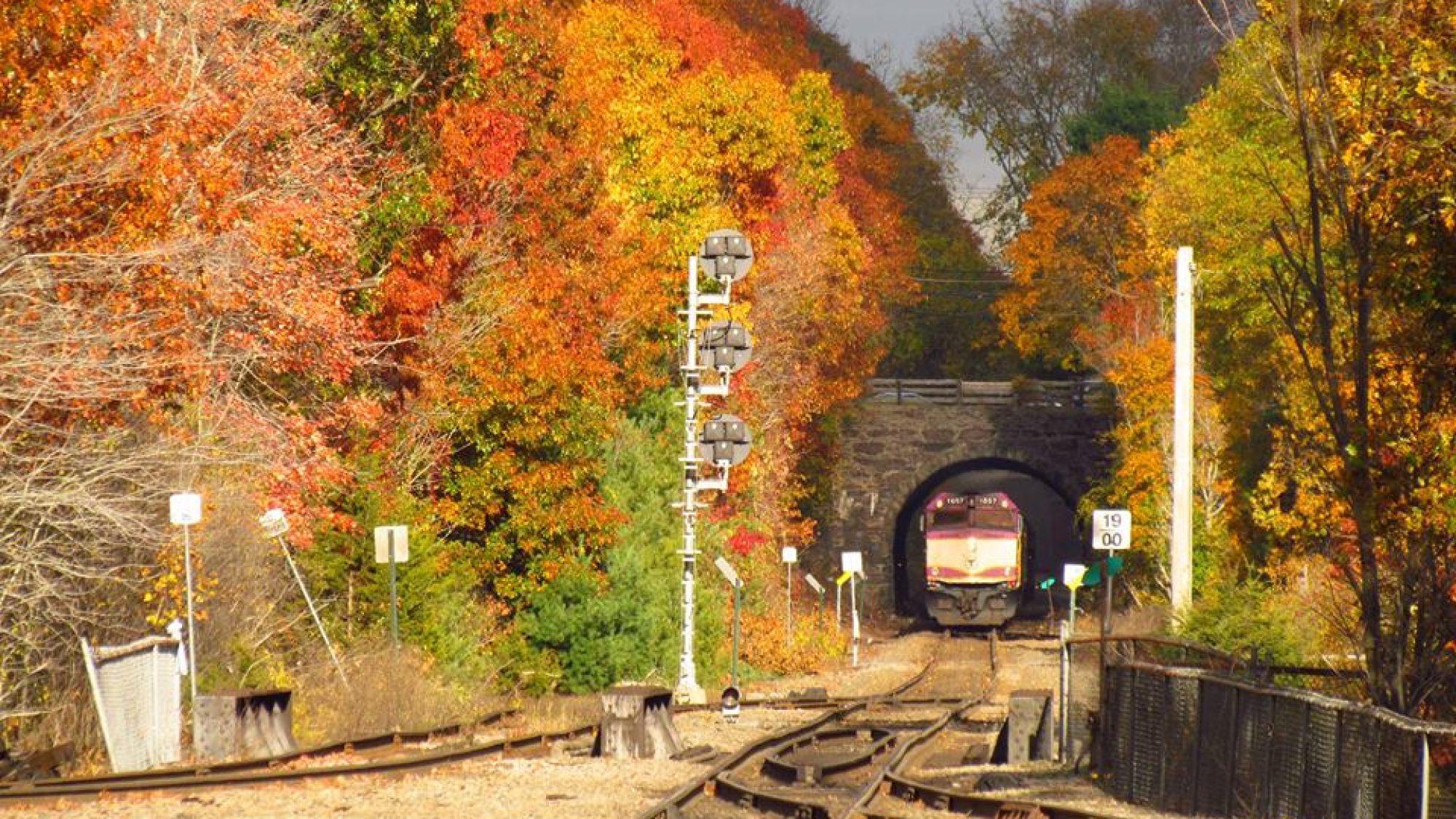 Train going through an area with fall foliage