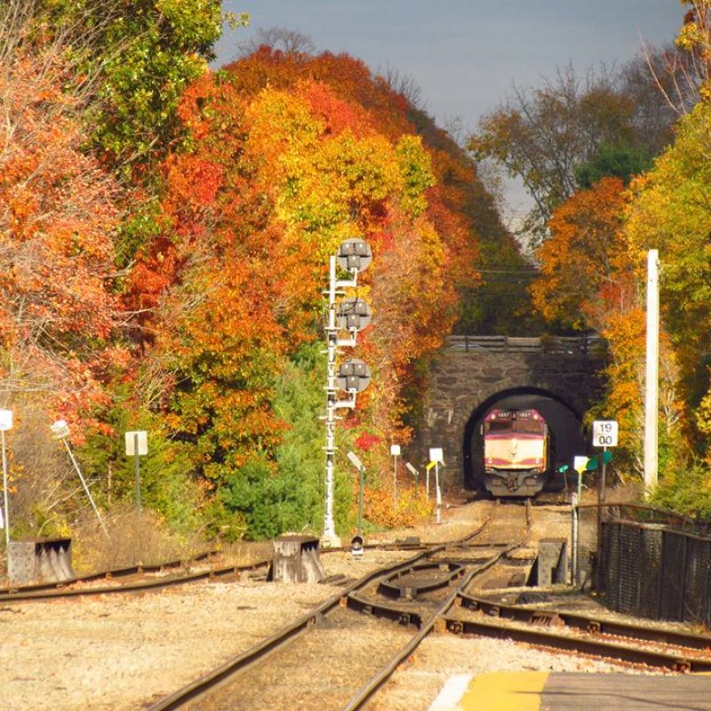 Train going through an area with fall foliage
