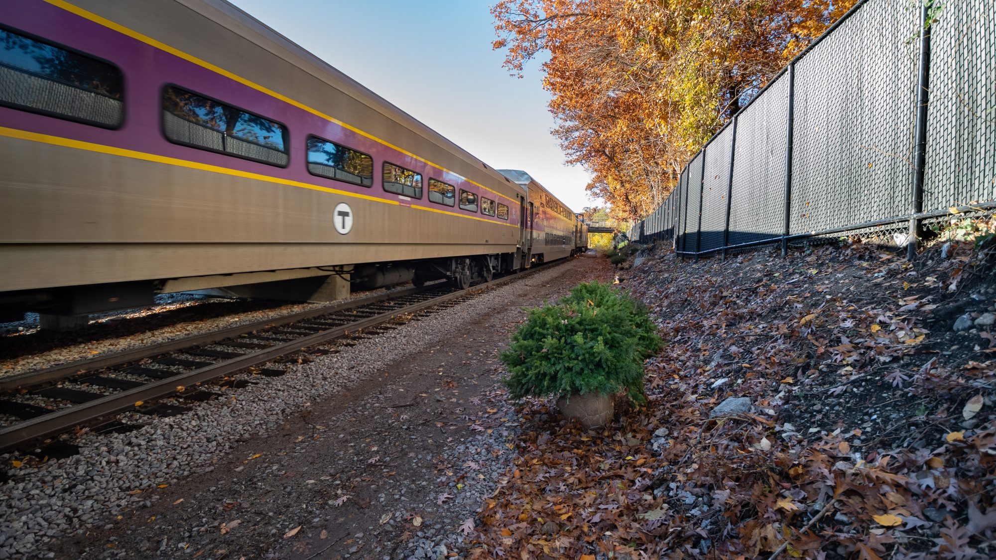 Train going through an area with fall foliage