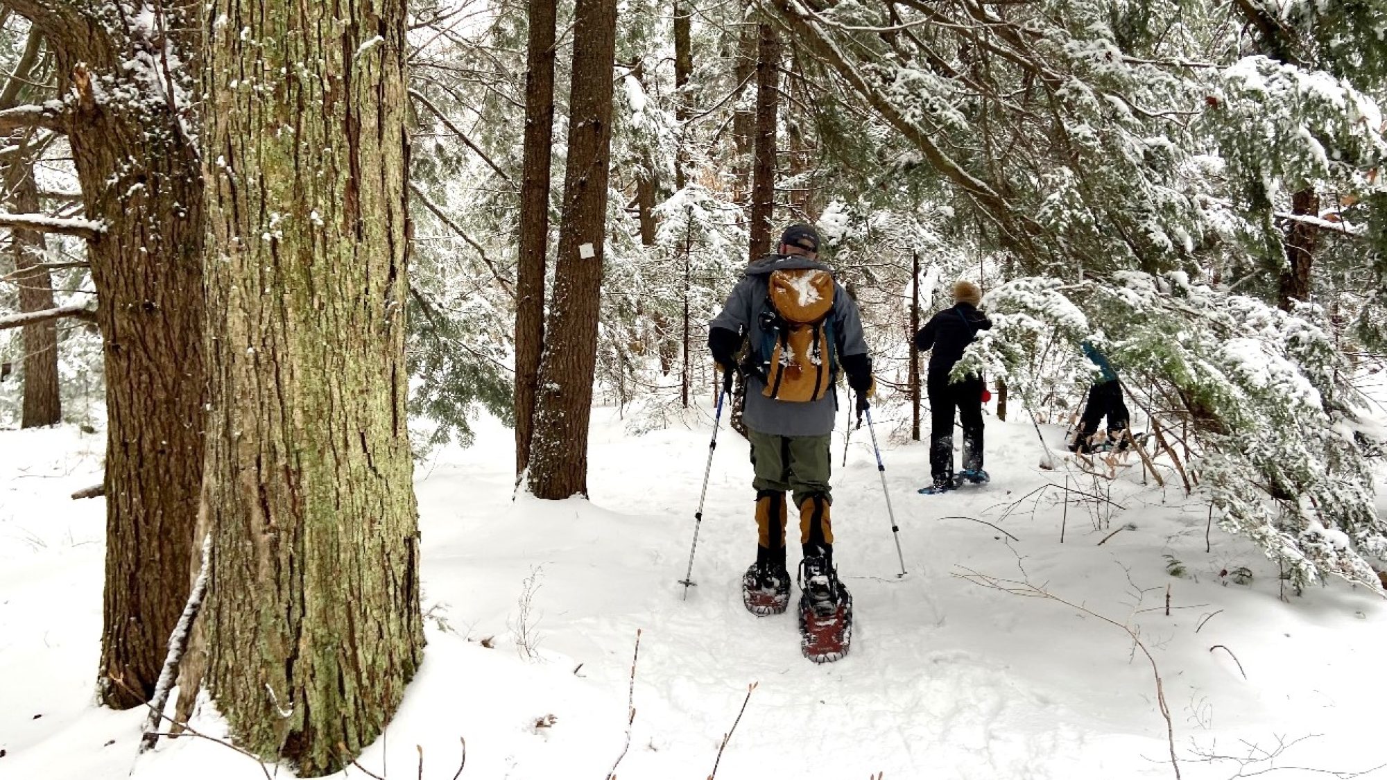 Three people snowshoeing in the forest.